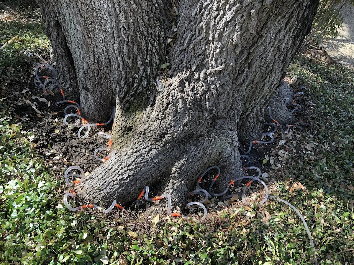 Detailed Shrub and Hedge Trimming job site in Leesville